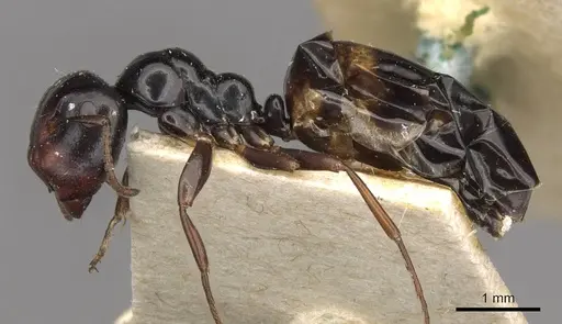 Colobopsis gasseri - CASENT0910603