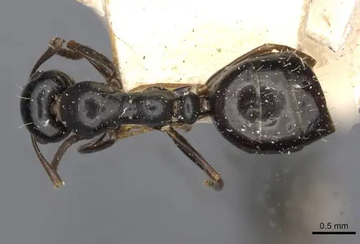 Colobopsis gasseri - CASENT0910604