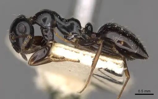 Colobopsis gasseri - CASENT0910604