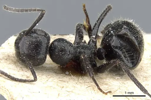 Colobopsis horripilus specimen