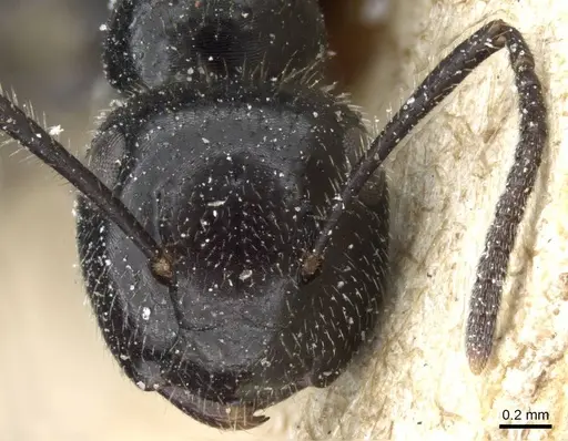 Colobopsis horripilus specimen