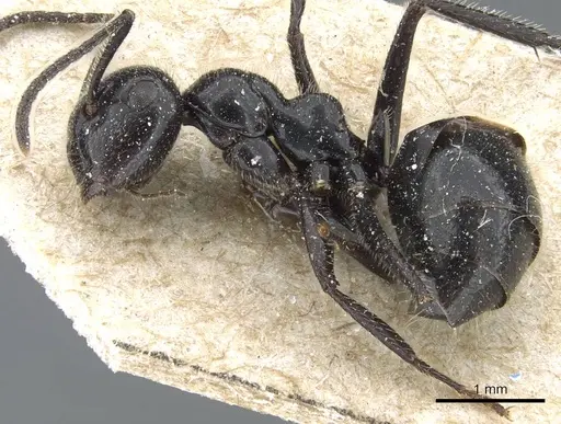 Colobopsis horripilus specimen