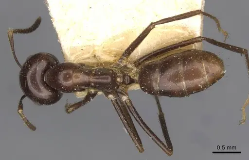 Colobopsis hosei specimen