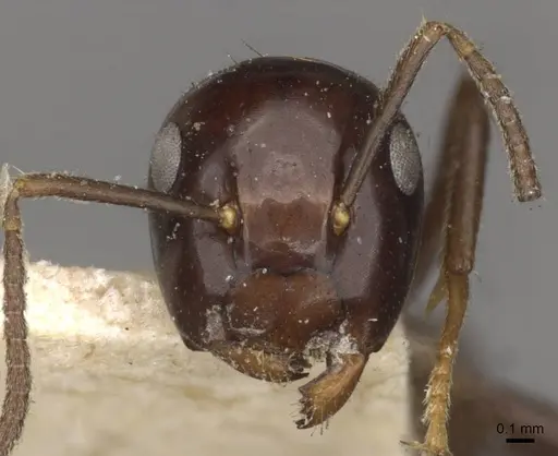 Colobopsis hosei specimen