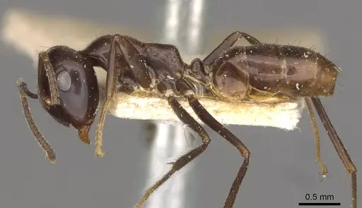 Colobopsis hosei specimen