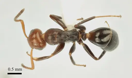 Colobopsis imitans specimen