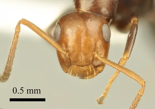 Colobopsis imitans specimen