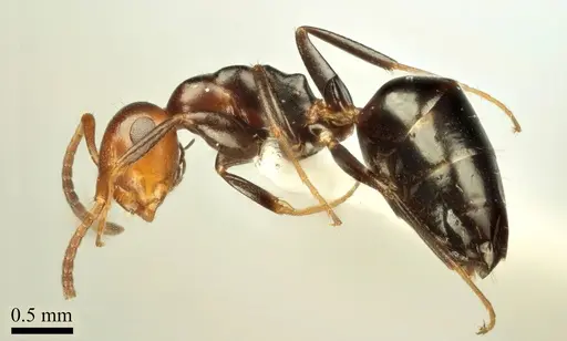 Colobopsis imitans specimen