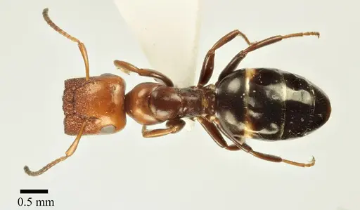 Colobopsis imitans - ANTWEB1041482