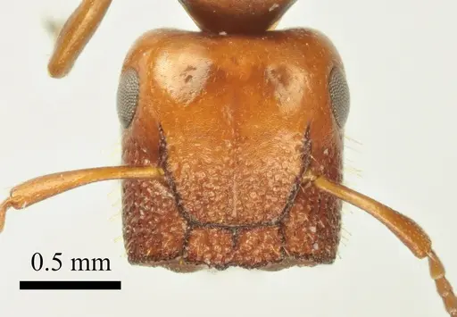 Colobopsis imitans - ANTWEB1041482