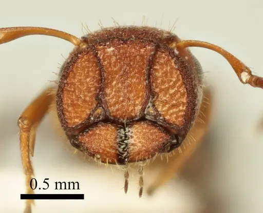 Colobopsis imitans - ANTWEB1041482