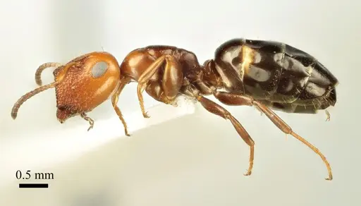 Colobopsis imitans - ANTWEB1041482