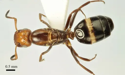 Colobopsis imitans - ANTWEB1041483