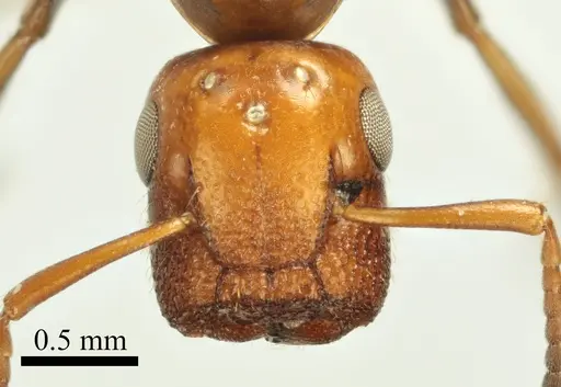 Colobopsis imitans - ANTWEB1041483