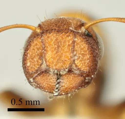 Colobopsis imitans - ANTWEB1041483