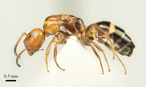 Colobopsis imitans - ANTWEB1041483