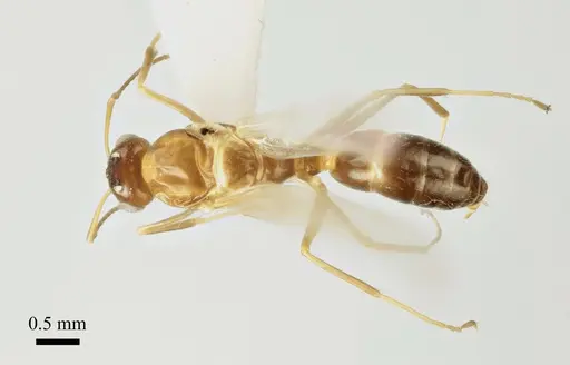 Colobopsis imitans - ANTWEB1041484
