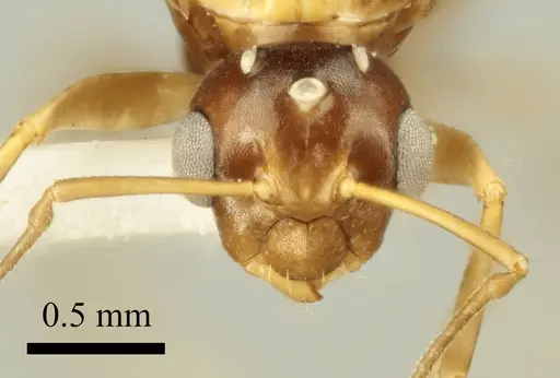 Colobopsis imitans - ANTWEB1041484