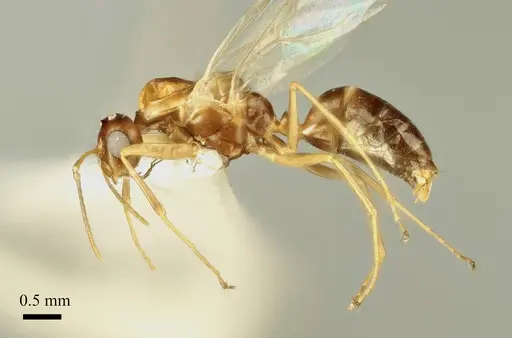 Colobopsis imitans - ANTWEB1041484