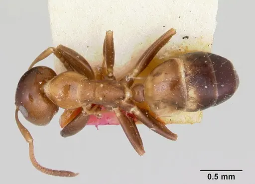 Colobopsis impressa specimen