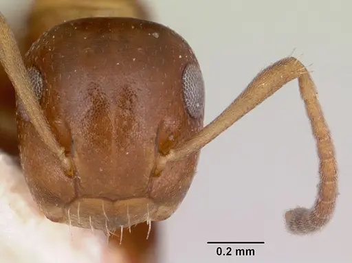 Colobopsis impressa specimen