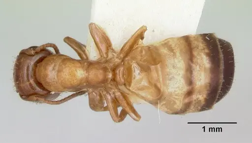 Colobopsis impressa - CASENT0103427