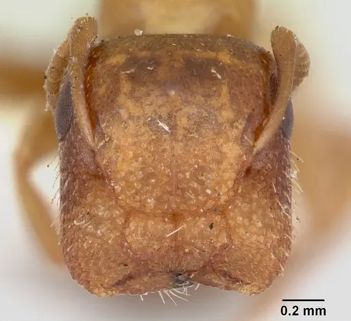 Colobopsis impressa - CASENT0103427
