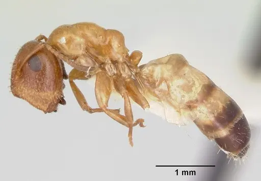 Colobopsis impressa - CASENT0103427