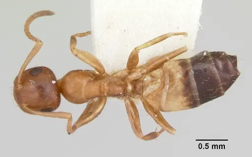 Colobopsis impressa - CASENT0103428