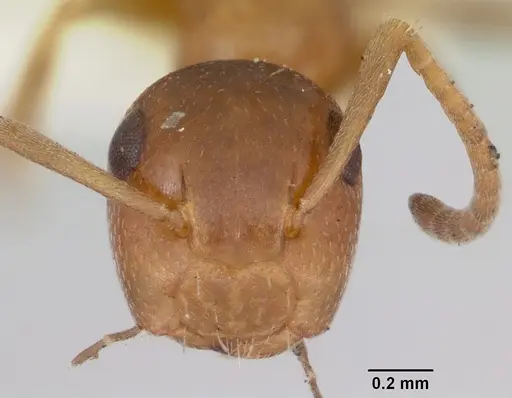 Colobopsis impressa - CASENT0103428