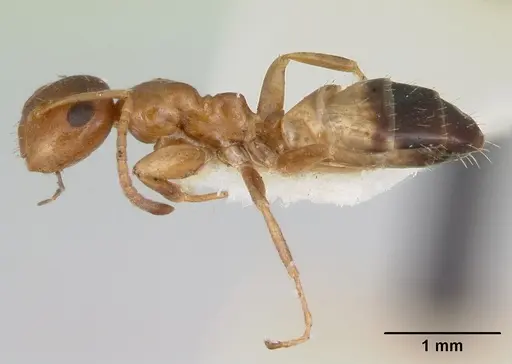 Colobopsis impressa - CASENT0103428