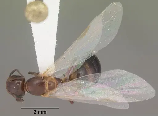 Colobopsis impressa - CASENT0103677