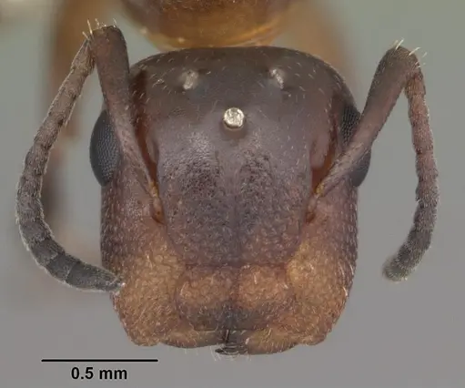 Colobopsis impressa - CASENT0103677