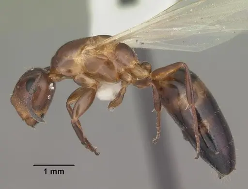 Colobopsis impressa - CASENT0103677