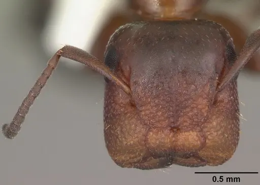 Colobopsis impressa - CASENT0103678