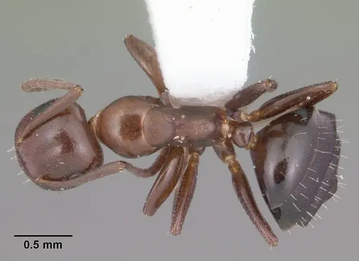 Colobopsis impressa - CASENT0103679