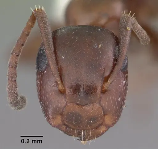 Colobopsis impressa - CASENT0103679