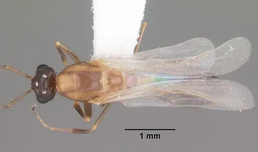 Colobopsis impressa - CASENT0103681