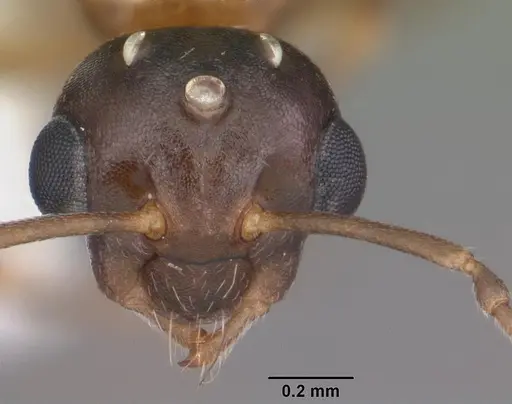 Colobopsis impressa - CASENT0103681