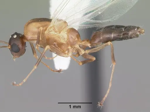 Colobopsis impressa - CASENT0103681