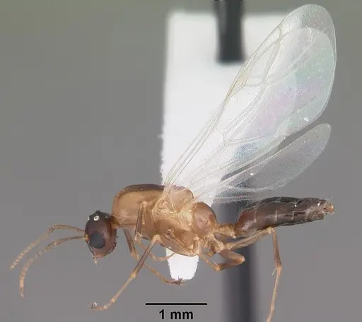 Colobopsis impressa - CASENT0103681