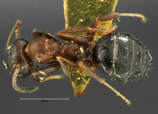 Colobopsis impressa - CASENT0105675