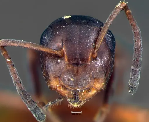 Colobopsis impressa - CASENT0105675