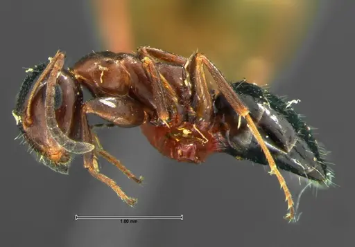 Colobopsis impressa - CASENT0105675