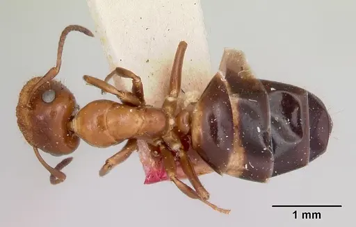 Colobopsis impressa - CASENT0105728