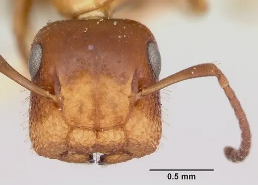 Colobopsis impressa - CASENT0105728