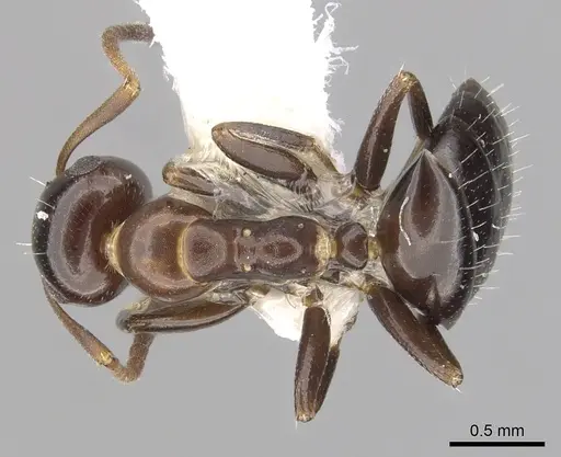 Colobopsis impressa - CASENT0249380