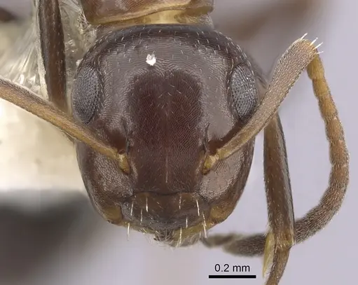 Colobopsis impressa - CASENT0249380