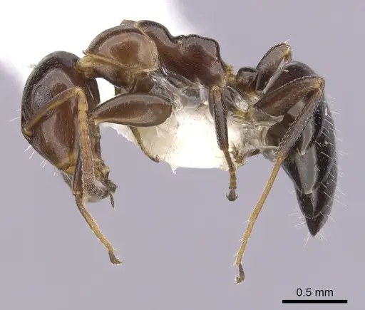 Colobopsis impressa - CASENT0249380