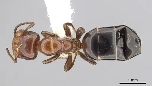 Colobopsis impressa - CASENT0249381